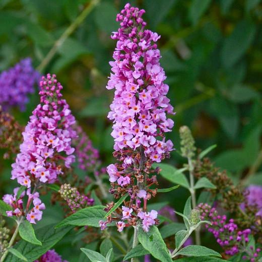 Buddleja 'Orchid Annie', Butterfly Bush 'Orchid Annie', Summer Lilac 'Orchid Annie', deciduous shrub, Pink flowers, fragrant shrub, Pink Buddleja
